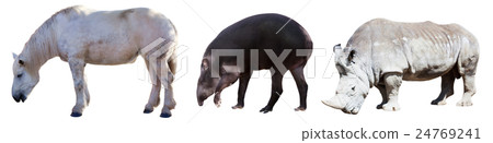 Set of Odd-toed ungulate Set of Odd-toed ungulate 24769241