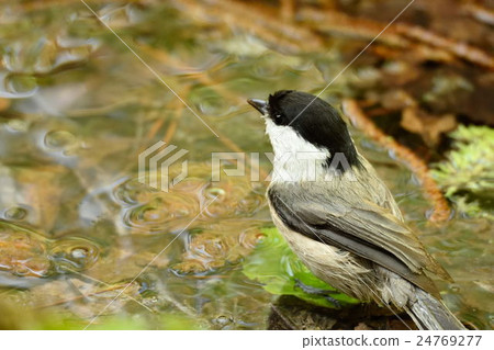 Willow tit 24769277