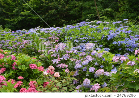I went to a forest of hydrangea ⑤ I went to a forest of hydrangea ⑤ 24769290