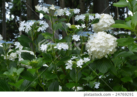 I went to the forest of hydrangea ⑥ I went to the forest of hydrangea ⑥ 24769291