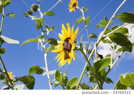 Sunflower and blue sky Sunflower and blue sky 24769322