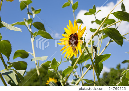 Sunflower and blue sky Sunflower and blue sky 24769323