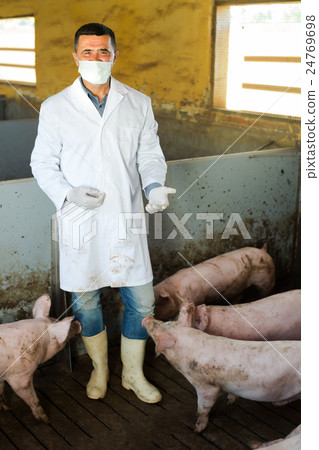 Male veterinarian at pig farm. 24769698
