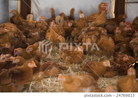 Vew on crowded laying chickens Vew on crowded laying chickens 24769815