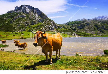 mountains landscape with lake and cows mountains landscape with lake and cows 24769970