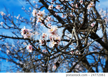 Blossoming cherry shrub in blue sky Blossoming cherry shrub in blue sky 24772061