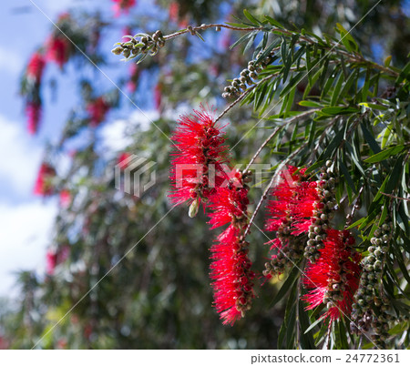 Callistemon viminalisplant in spring Callistemon viminalisplant in spring 24772361