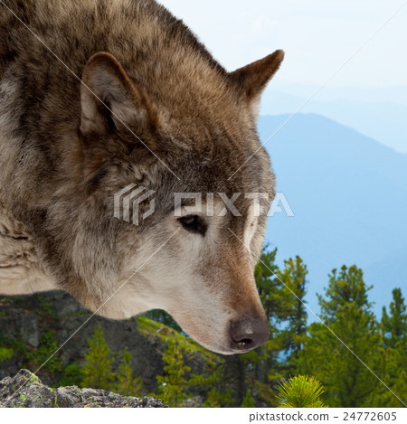 wolf against wildness area 24772605