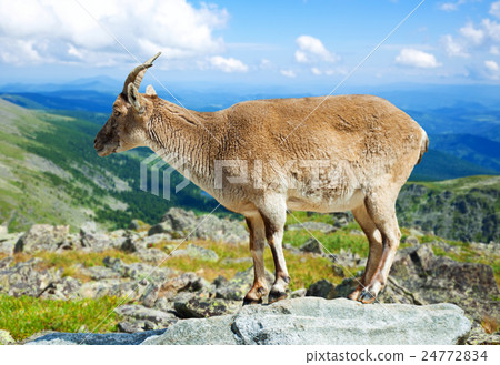 muflon on rock at wildness area 24772834