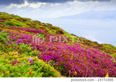 fine-leaved heath plant 24772866