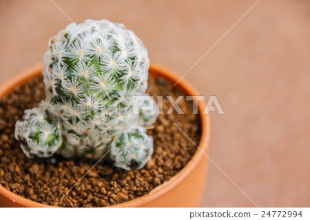 Mammillaria Duwei, Cactus - Stock Photo [24772994] - PIXTA