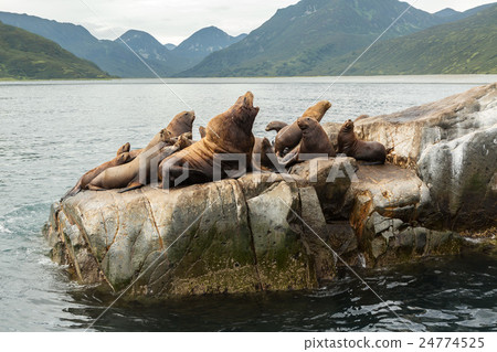 Rookery Steller sea lions. Island in Pacific Ocean 24774525