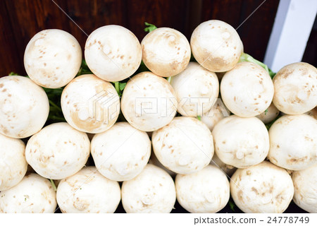 Shogoin Kabura 24778749