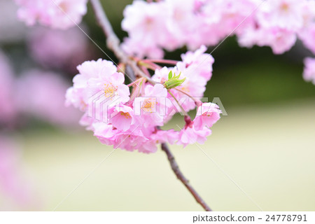 Double cherry blossoms 24778791