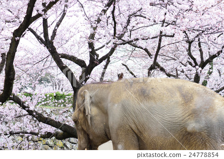 櫻花和大象 櫻花和大象 24778854
