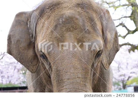 Sakura and an elephant Sakura and an elephant 24778856