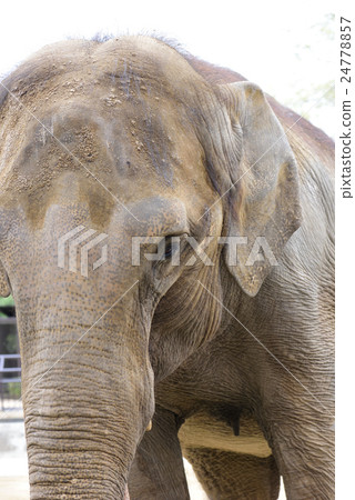 Elephant Elephant 24778857