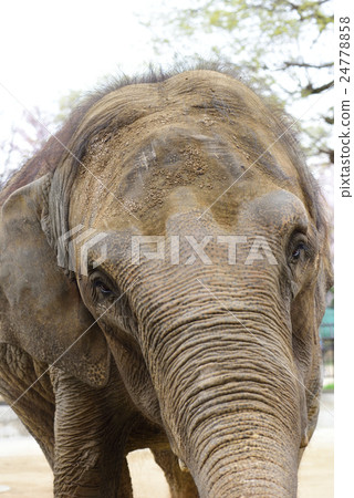 Elephant Elephant 24778858