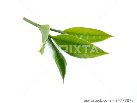 Green tea leaf on white background 24778872