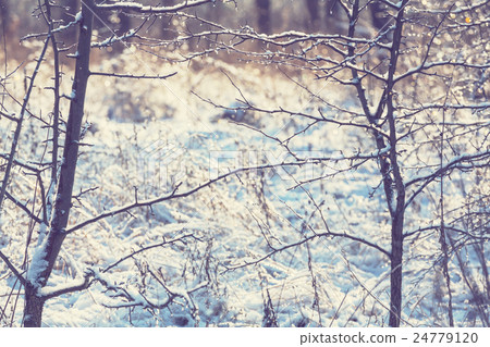 Frozen tree 24779120