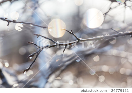 Frozen tree Frozen tree 24779121