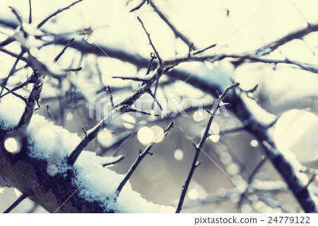 Frozen tree Frozen tree 24779122