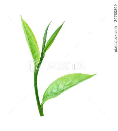 Fresh green tea leaf isolated on white background Fresh green tea leaf isolated on white background 24780269