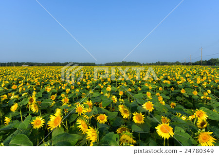 Takanabe Sunflower Field 2 24780349