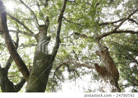 奈良縣春日大社 24780592