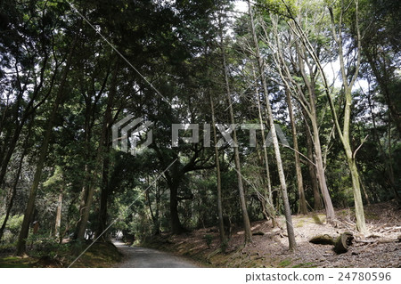 Kasuga Taisha Shrine, Nara Prefecture 24780596