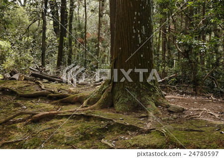 Kasuga Taisha Shrine, Nara Prefecture 24780597