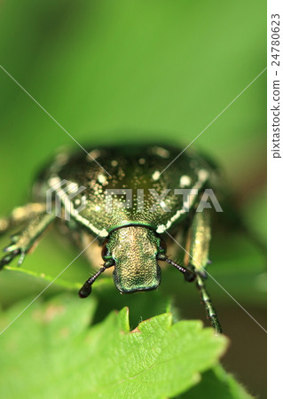生物昆蟲柑橘hanamuguri，中心凹陷與翹曲的嘴（頭部的盾尖）也是其中一個特點 24780623