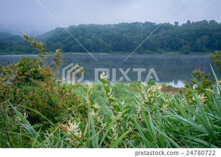 湖邊和植物 湖邊和植物 24780722