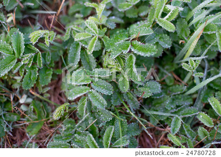Mildew morning deep plants 24780728
