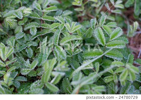 Mildew morning deep plants 24780729