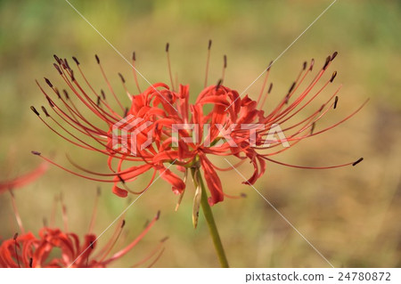Higambuna Higambuna 24780872
