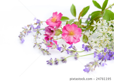 野玫瑰和草藥 野玫瑰和草藥 24781195