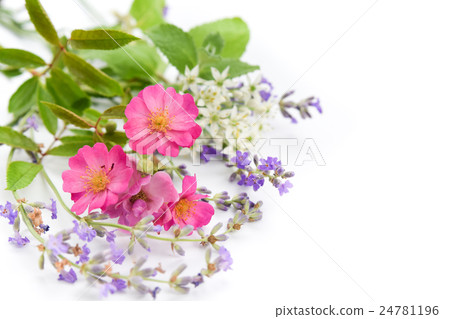 野玫瑰和草藥 24781196