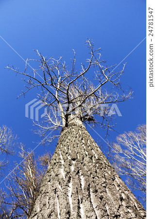Tree Tree 24781547