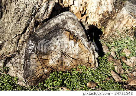 The old stump of the tree The old stump of the tree 24781548