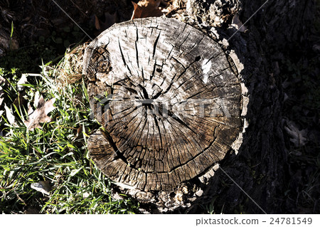 The old stump of the tree The old stump of the tree 24781549
