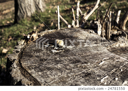 Snail shell on a log Snail shell on a log 24781550