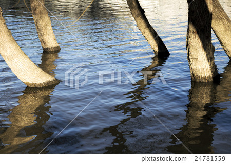 Swamp 24781559