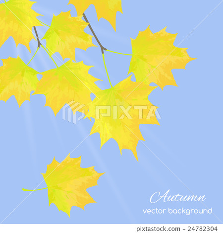 autumn leaves against the sky 24782304