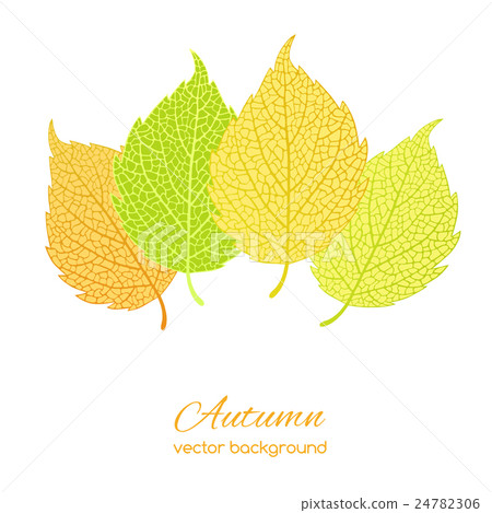 autumn leaves on white background 24782306