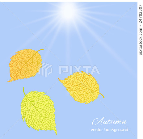 leaves against the sky 24782307