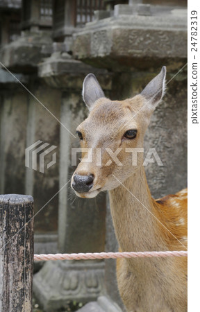 鹿春日大社 24782319