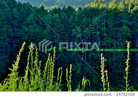 Oga pond in early autumn 24782509