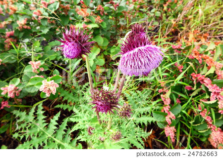 Fudazami：高山工廠：登山富士山：世界遺產：日本 24782663