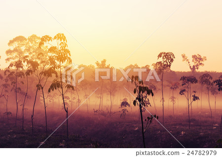 Vintage landscape and forest background Vintage landscape and forest background 24782979